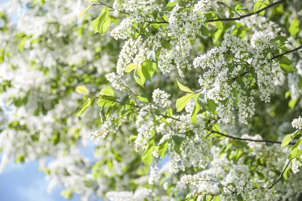 Einem Sonnigen Tag Blüht Der Vogelkirschbaum Garten Schöne Weiße Blumen — Stockfoto