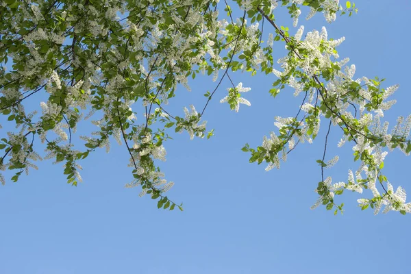 Birdcherry Tree Blooms Garden Sunny Day Beautiful White Flowers Background — Stock Photo, Image