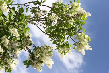 Bahçede arka planı bulanık leylak ağaçları var.