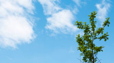 arkaplan gökyüzü, ağaç ve bulutlarla