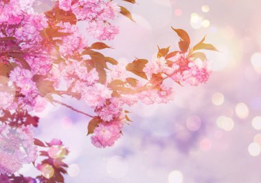 Pembe kiraz çiçekleri. Bahar günü bahçede çiçek açan ağaç. Çiçek açan ağaçlarla güzel bir arka plan. Mavi gökyüzü arkaplanlı pembe çiçekler