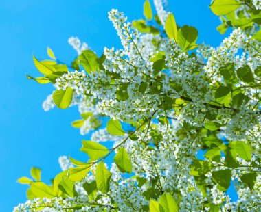 Kuşkiraz ağacı güneşli bir günde bahçede çiçek açar. Baharda mavi gökyüzünün arka planında güzel beyaz çiçekler. Doğal arkaplan