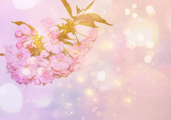Rózsaszín Cseresznye Virágok Virágzó Kertben Tavasz Napján Gyönyörű Háttér Virágzó — Stock Fotó