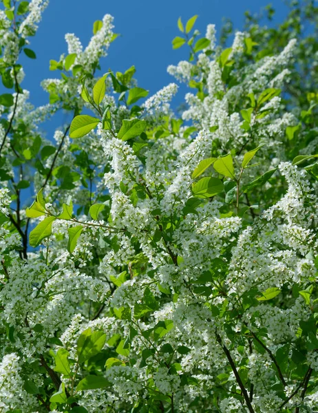 Einem Sonnigen Tag Blüht Der Vogelkirschbaum Garten Schöne Weiße Blumen — Stockfoto