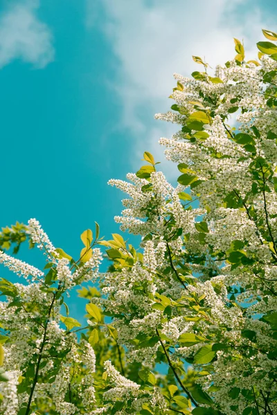 Kuşkiraz ağacı güneşli bir günde bahçede çiçek açar. Baharda mavi gökyüzünün arka planında güzel beyaz çiçekler. Doğal arkaplan