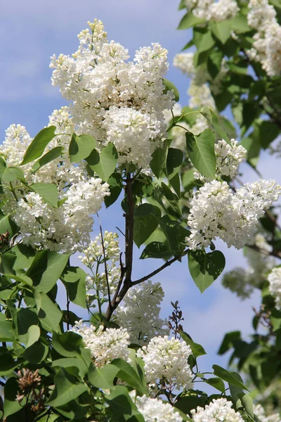 Bahçede arka planı bulanık leylak ağaçları var.