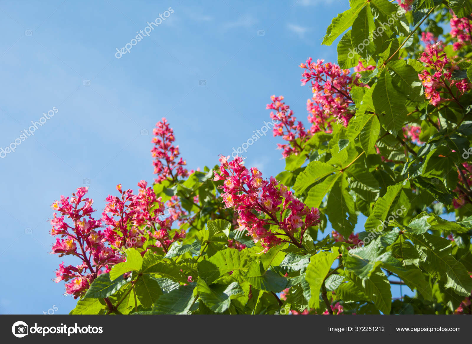 Fleur Chataignier Fleur Rose Sur Arbre Dans Jardin Image Libre De Droit Par Ammonit C Fleur Chataignier Fleur Rose Sur Arbre Dans Jardin Image Libre De Droit Par Ammonit C