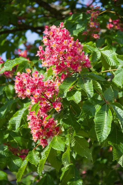 Gesztenyefa Virága Rózsaszín Virág Fán Kertben — Stock Fotó