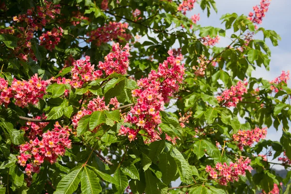 Blume Der Kastanie Rosa Blume Auf Baum Garten — Stockfoto