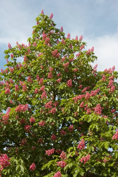 Blume Der Kastanie Rosa Blume Auf Baum Garten — Stockfoto