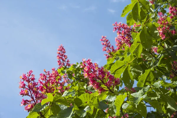 Bloem Van Kastanjeboom Roze Bloem Boom Tuin Rechtenvrije Stockafbeeldingen