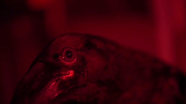 Um corvo preto mítico com uma lâmpada vermelha olha para a câmera — Vídeo de Stock