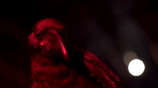 Raven mira a la cámara con luz roja — Vídeo de stock
