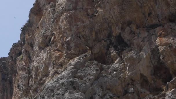 Un avvoltoio barbuto vola sullo sfondo di una parete di montagna — Video Stock
