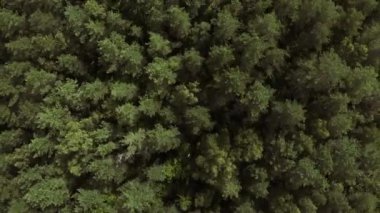 Karışık bir ormanın güzel hava manzarası. İnsansız hava aracı ileri doğru uçarken, kamera aşağı bakar ve yavaşça yukarı doğru yükselir, daha fazla orman gösterir. Hava görünümü
