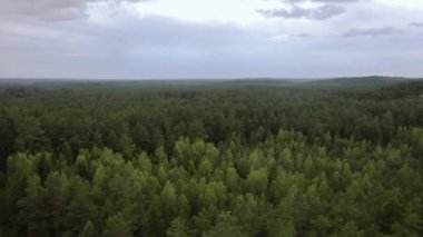 Yeşil yaz hava manzarası. İHA ileri uçuyor. Karışık orman. Hava görünümü