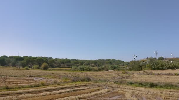 Légi felvétel. A vándorló fehér gólyacsorda átrepül egy vidéki mezőn. A háttérben a zöld fák és egy autó, amely végigmegy az úton. Gyönyörű gólyacsorda. Portugália — Stock videók