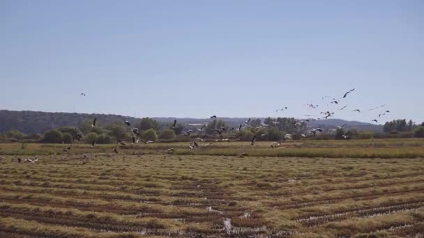 Egy csapat fehér gólya a mezőn, vidéken. Egy mezőn táplálkozó gólyacsorda — Stock videók