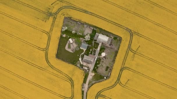 Sarı bir tarladaki yalnız bir evin havadan görünüşü. Drone yükselir ve döner — Stok video