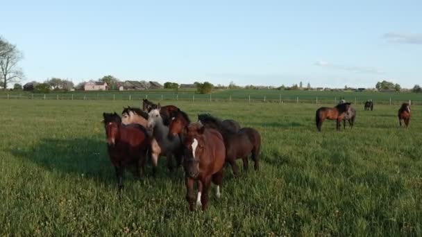 Veiw aéreo. Os cavalos seguem um drone que se move para trás. Os cavalos pastam em um prado verde na aldeia. Pôr do sol — Vídeo de Stock