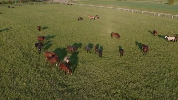 Voie aérienne. Les chevaux suivent un drone qui recule. Les chevaux paissent sur une prairie verdoyante dans le village. Coucher de soleil de printemps 