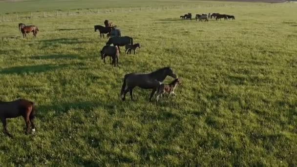 Vue aérienne du troupeau de chevaux de race pure et de poulains broutant dans l'herbe verte. Un groupe de divers beaux chevaux reproducteurs. Scène rurale.