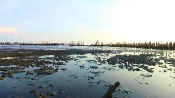 Mangrove Plajı Gün Batımından Önce — Stok video