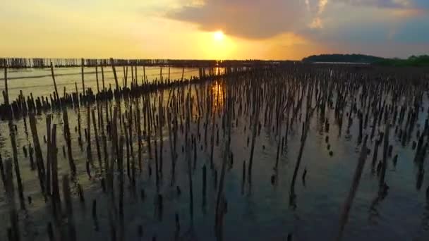 Mangrowe Plaża Przed Zachodem Słońca — Wideo stockowe
