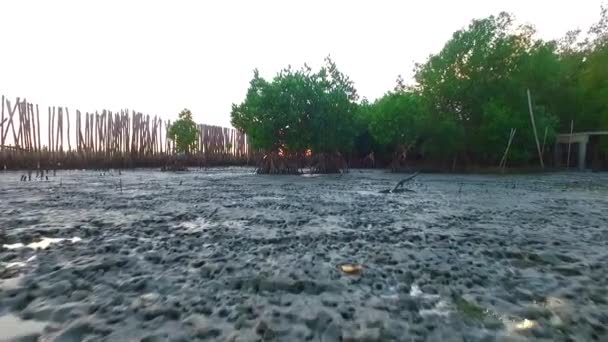 Mangrove Strand Voor Zonsondergang — Stockvideo