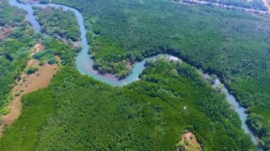 Mangrove lagünü orman yaşamı