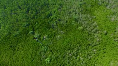 Mangrove lagünü orman yaşamı