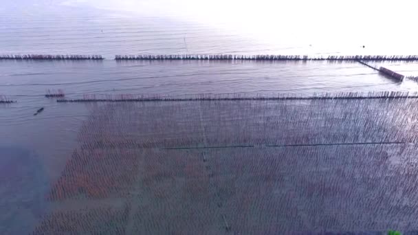 日落前的红树林海滩 — 图库视频影像