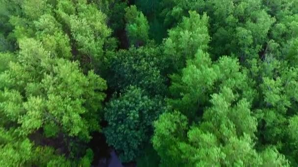 Mangrove Plajı Gün Batımından Önce — Stok video