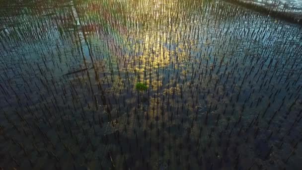 Mangrove Strand Voor Zonsondergang — Stockvideo