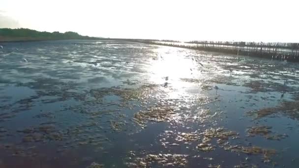 Mangrove Strand Voor Zonsondergang — Stockvideo