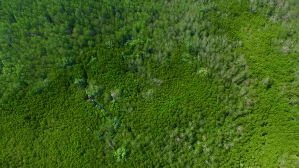 Manguezal Lagoa Vida Florestal — Vídeo de Stock