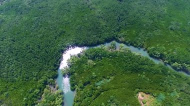 Mangrove lagünü orman yaşamı