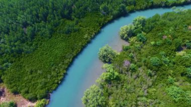 Mangrove lagünü orman yaşamı