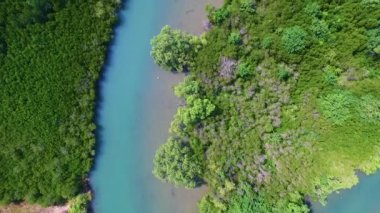 Mangrove lagünü orman yaşamı