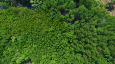 Mangrove lagünü orman yaşamı