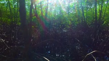 Mangrove lagünü orman yaşamı