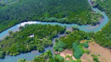 Mangrove lagünü orman yaşamı