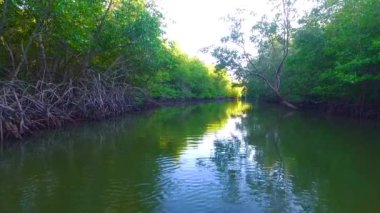 Mangrove lagünü orman yaşamı