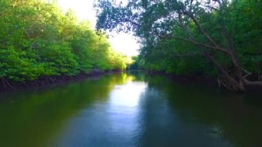 Mangrove lagünü orman yaşamı