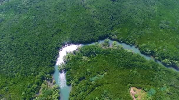 Mangrove Lagune Forêt Vie — Video