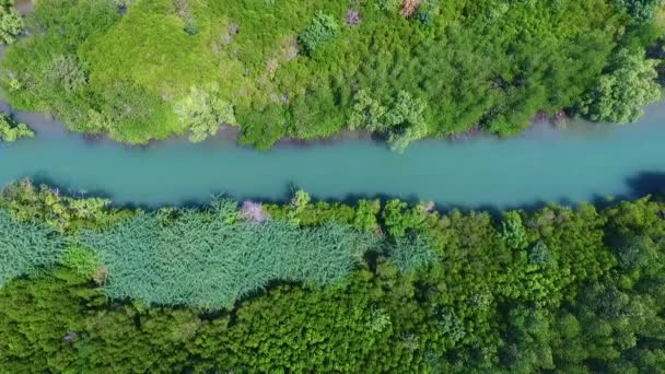 Mangroven Lagune Waldleben — Stockvideo