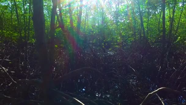 Mangrove Lagoon Forest Life — Stock Video