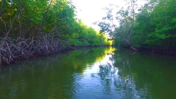 Mangrove Lagoon Forest Life — Stock Video