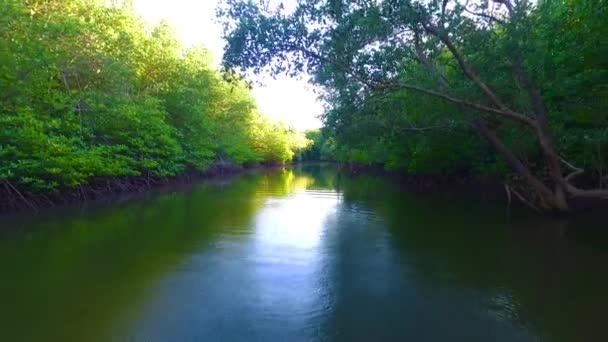 Mangrovový Lagunový Lesní Život — Stock video