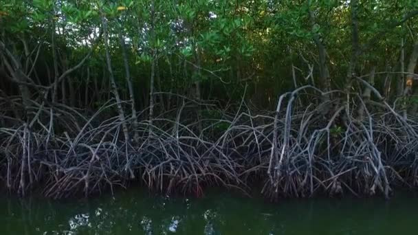 mangrove lagune forêt vie 